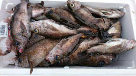 海龍丸（石川） 釣果