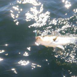 THESEAMAN(ザシーマン) 釣果