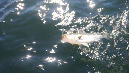 THESEAMAN(ザシーマン) 釣果