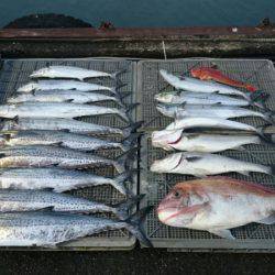 ARCADIAⅡ (アルカディアⅡ) 釣果