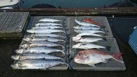 ARCADIAⅡ (アルカディアⅡ) 釣果