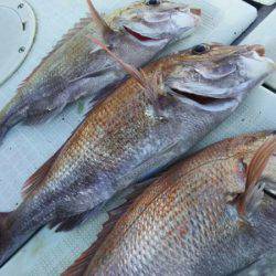 タイラバ遊漁船 ワンピース 釣果