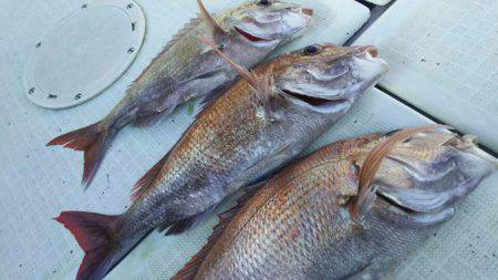 タイラバ遊漁船 ワンピース 釣果