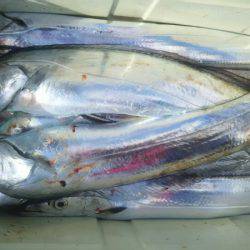 サンマリン 釣果