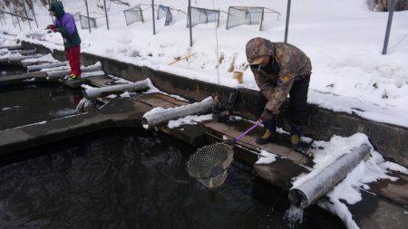 つりぼりあかし 釣果
