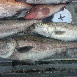 FISHING RISKY 釣果