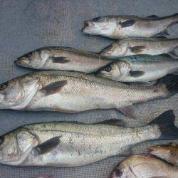 FISHING RISKY 釣果