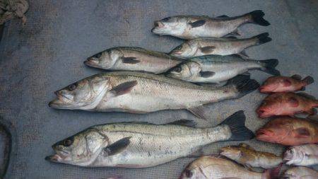 FISHING RISKY 釣果