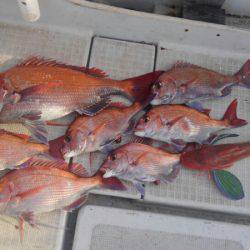 THESEAMAN(ザシーマン) 釣果