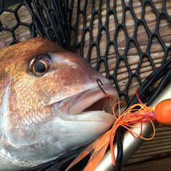 新幸丸 釣果