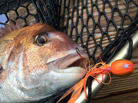 新幸丸 釣果