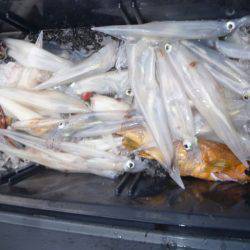 あみや渡船 JIGBOY 釣果