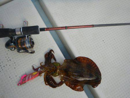 きずなまりん 釣果