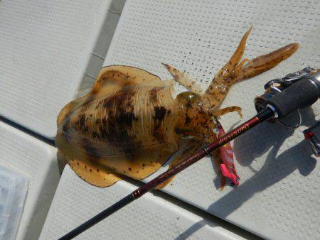 きずなまりん 釣果