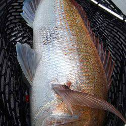 タイラバ遊漁船 ワンピース 釣果