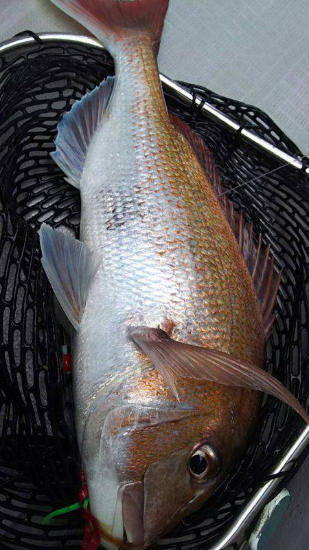 タイラバ遊漁船 ワンピース 釣果