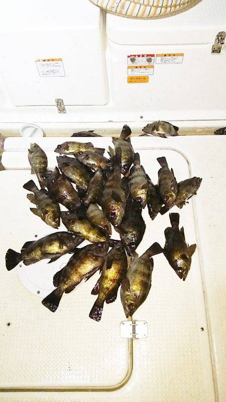 マリンガイド福丸 釣果