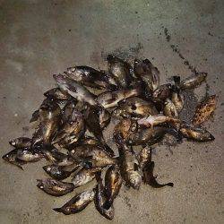 マリンガイド福丸 釣果