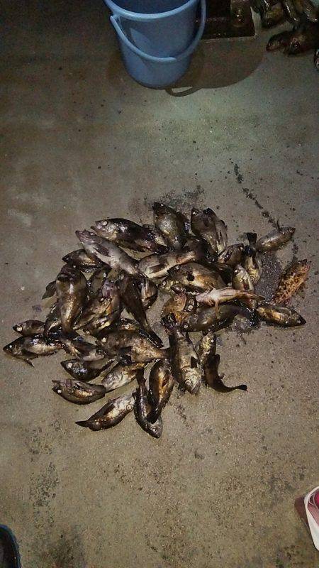 マリンガイド福丸 釣果