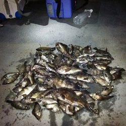 マリンガイド福丸 釣果