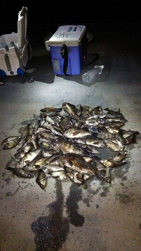 マリンガイド福丸 釣果