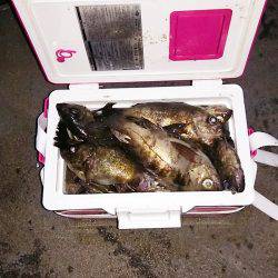 マリンガイド福丸 釣果