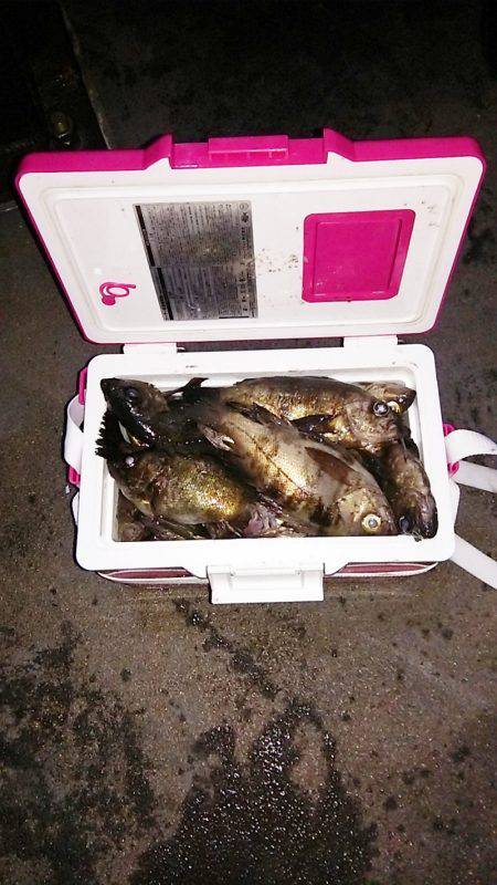 マリンガイド福丸 釣果