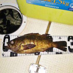 マリンガイド福丸 釣果