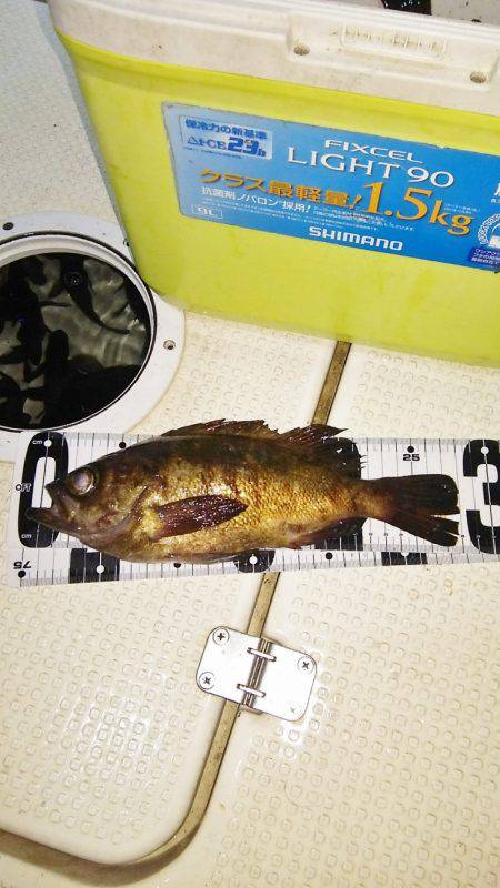 マリンガイド福丸 釣果