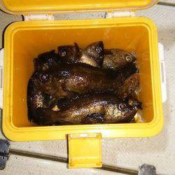 マリンガイド福丸 釣果