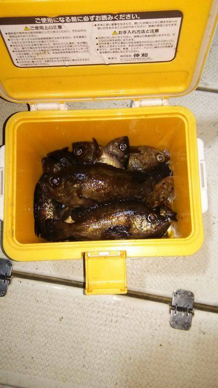 マリンガイド福丸 釣果