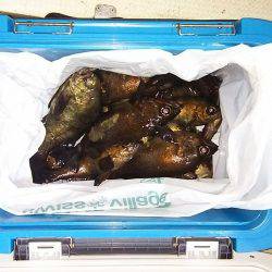 マリンガイド福丸 釣果