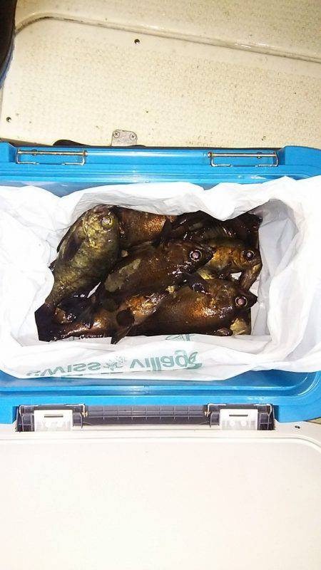 マリンガイド福丸 釣果