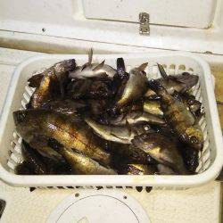 マリンガイド福丸 釣果