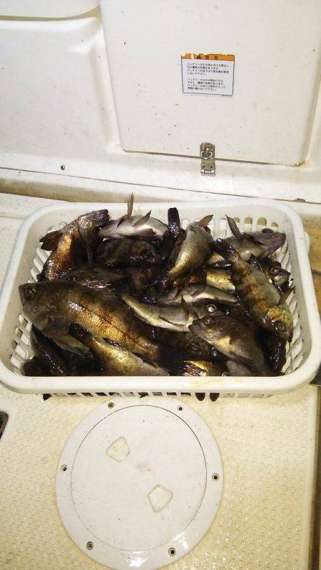 マリンガイド福丸 釣果