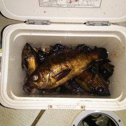 マリンガイド福丸 釣果