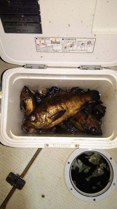 マリンガイド福丸 釣果