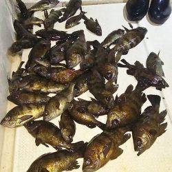 マリンガイド福丸 釣果