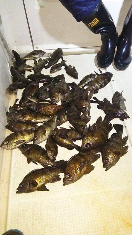 マリンガイド福丸 釣果