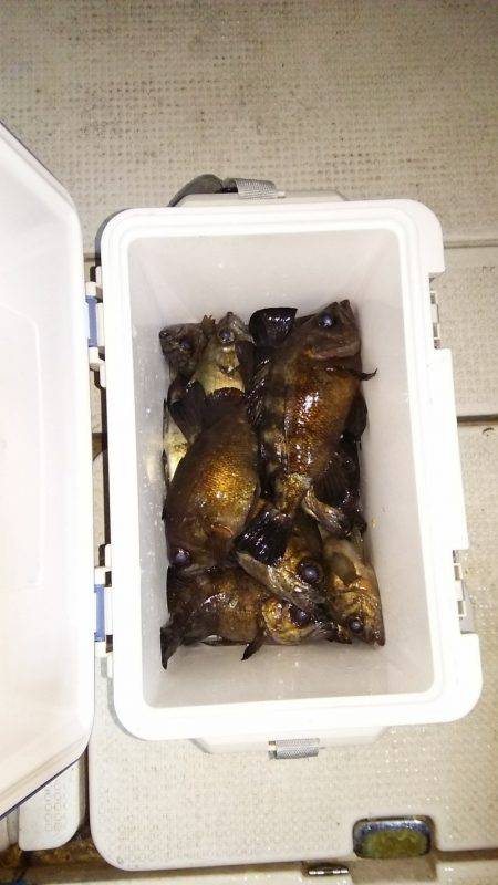 マリンガイド福丸 釣果