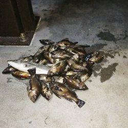 マリンガイド福丸 釣果