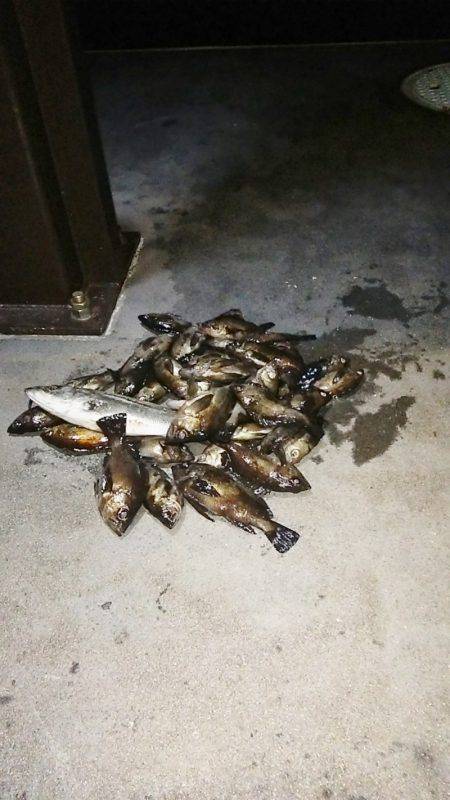 マリンガイド福丸 釣果