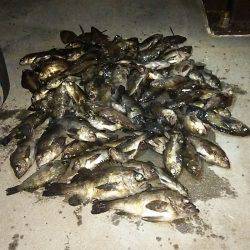 マリンガイド福丸 釣果