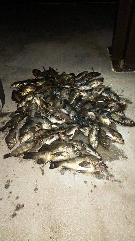 マリンガイド福丸 釣果