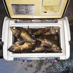 マリンガイド福丸 釣果