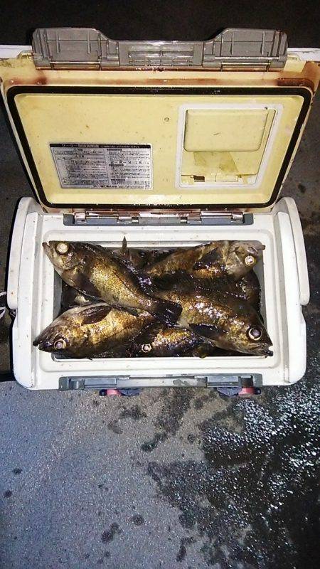 マリンガイド福丸 釣果