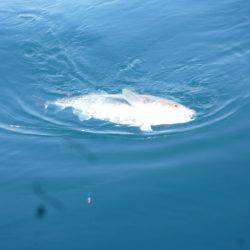 あみや渡船 JIGBOY 釣果