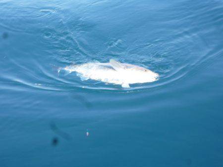 あみや渡船 JIGBOY 釣果