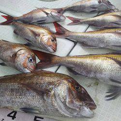 タイラバ遊漁船 ワンピース 釣果