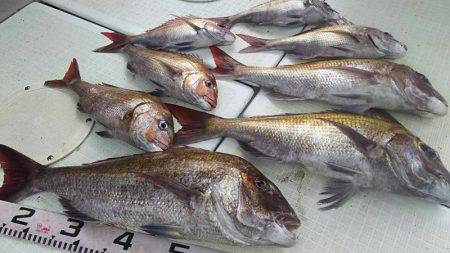 タイラバ遊漁船 ワンピース 釣果